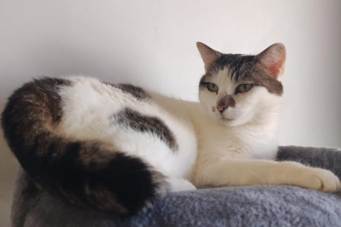 PATY, female 4yo mixed breed for adoption at SPA Chamarande, Chamarande