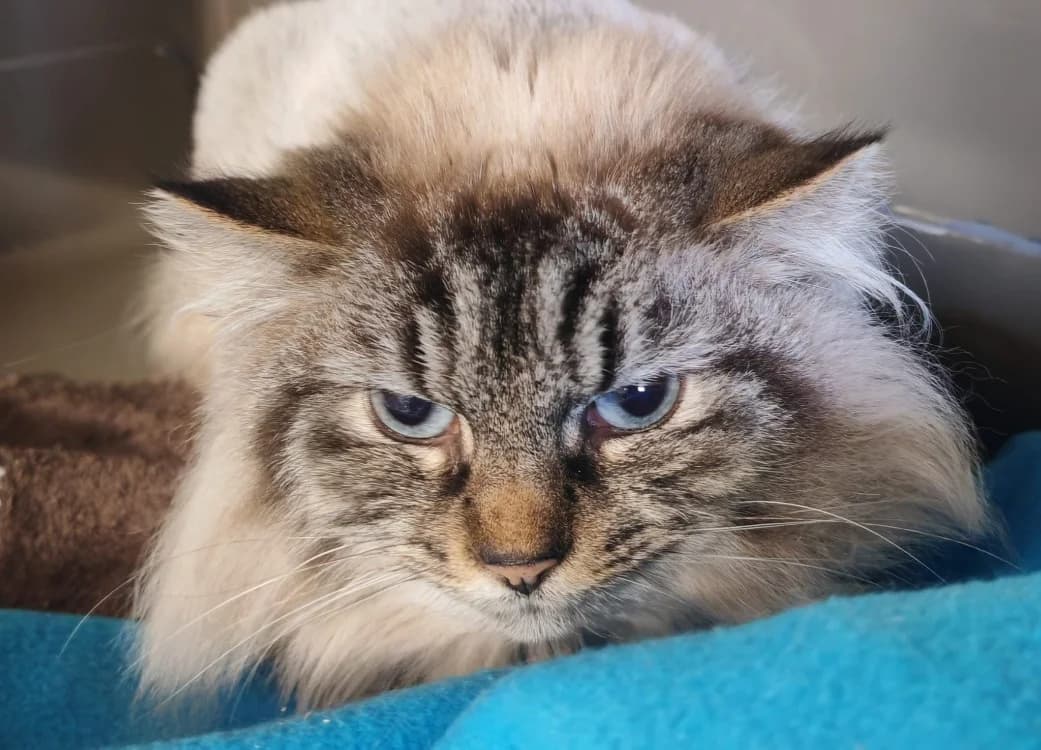 ETNA, female Siamese for adoption at SPA Gennevilliers (Grammont), Gennevilliers