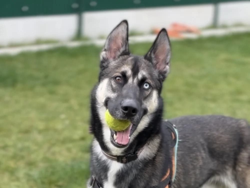 KASH, male Husky for adoption at SPA Gennevilliers (Grammont), Gennevilliers