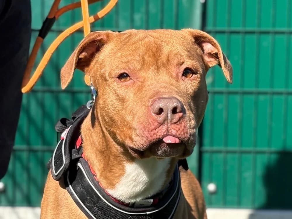 KAIZER, male mixed breed for adoption at SPA Gennevilliers (Grammont), Gennevilliers