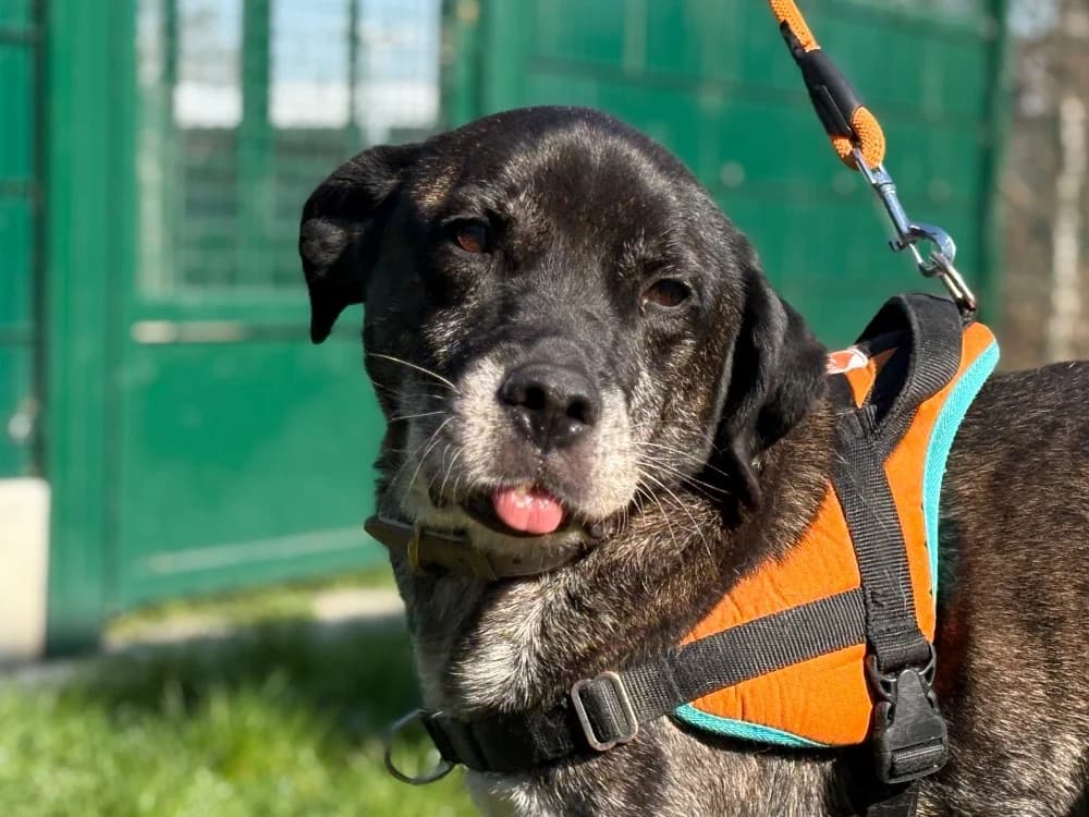 PRYCE DIT IKSO, male Cane Corso for adoption at SPA Gennevilliers (Grammont), Gennevilliers