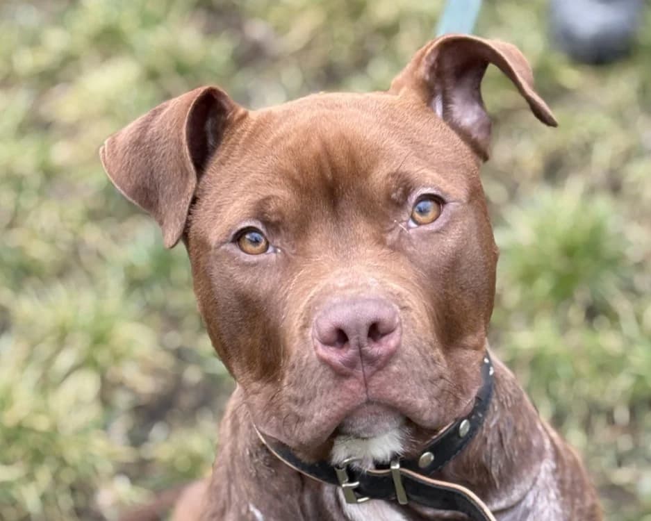 PUMKIN, male Mixed Breed for adoption at SPA Gennevilliers (Grammont), Gennevilliers