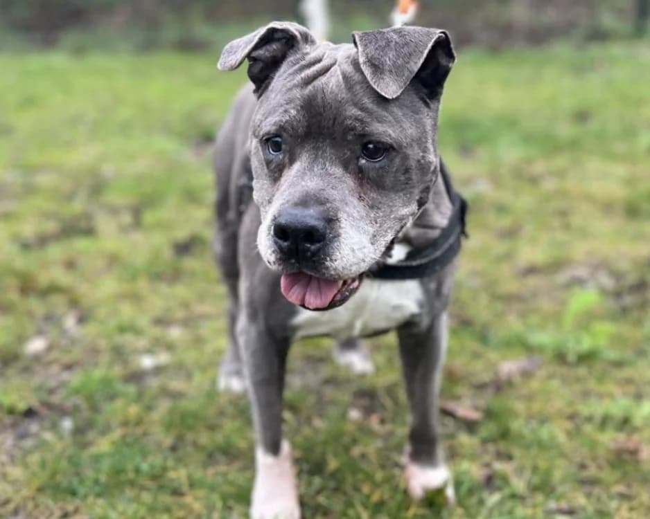 JENNA, female American Staffordshire Terrier for adoption at SPA Gennevilliers (Grammont), Gennevilliers