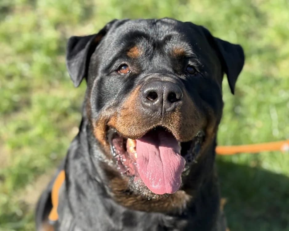 THE ROCK, male Rottweiler for adoption at SPA Gennevilliers (Grammont), Gennevilliers
