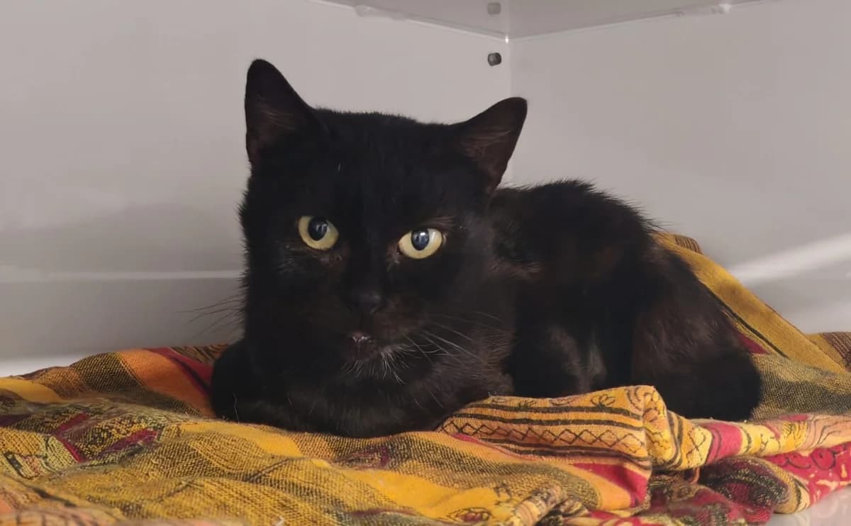 PINKVELLIR, female mixed breed for adoption at SPA Gennevilliers (Grammont), Gennevilliers