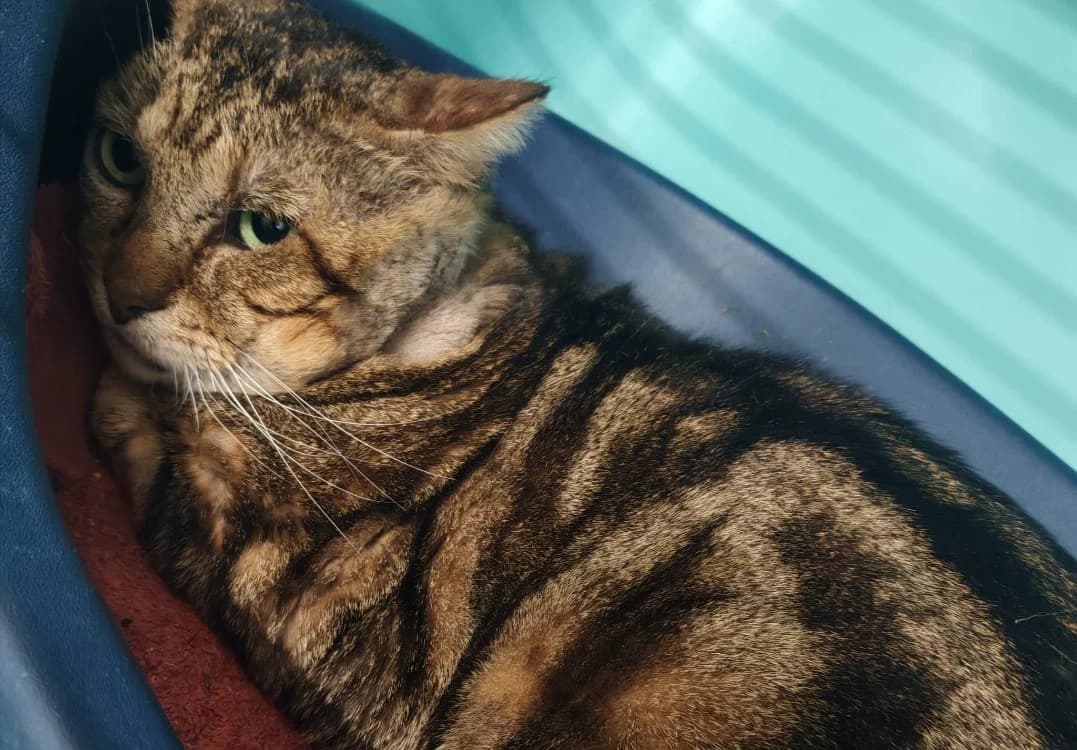 ROXY, male mixed breed for adoption at SPA Gennevilliers (Grammont), Gennevilliers