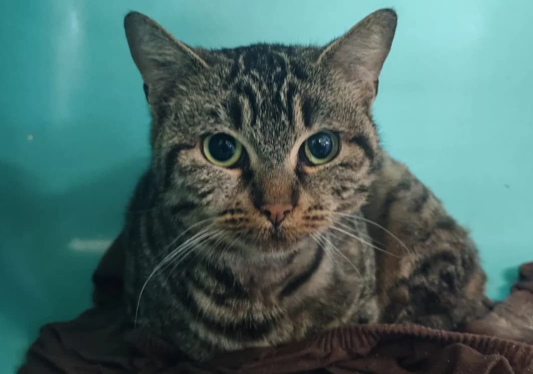 CHATBADA, female mixed breed for adoption at SPA Gennevilliers (Grammont), Gennevilliers