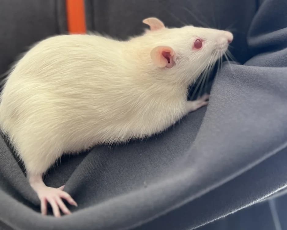 VIGOTTE, female mixed breed for adoption at SPA Gennevilliers (Grammont), Gennevilliers