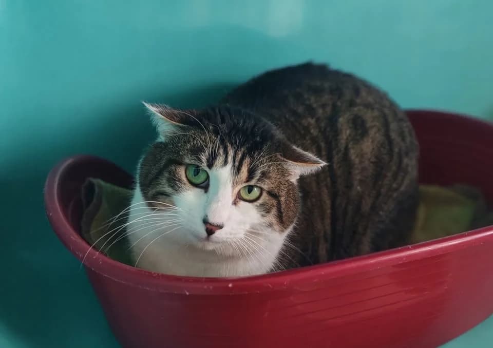 SMILE, female mixed breed for adoption at SPA Gennevilliers (Grammont), Gennevilliers