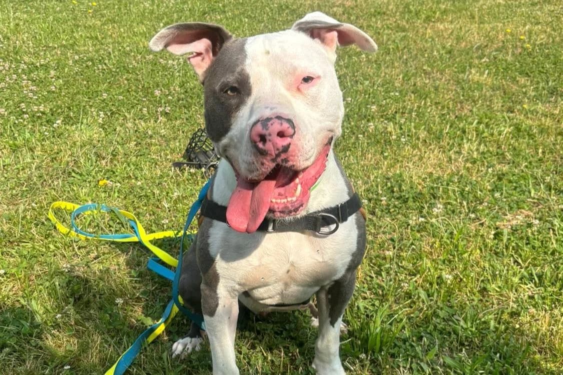 BLUE, male mixed breed for adoption at SPA Gennevilliers (Grammont), Gennevilliers