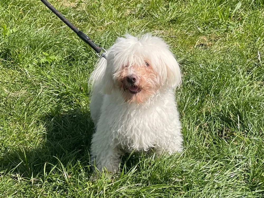 HASKO, male senior Bichon Frisé for adoption at SPA Gennevilliers (Grammont), Gennevilliers