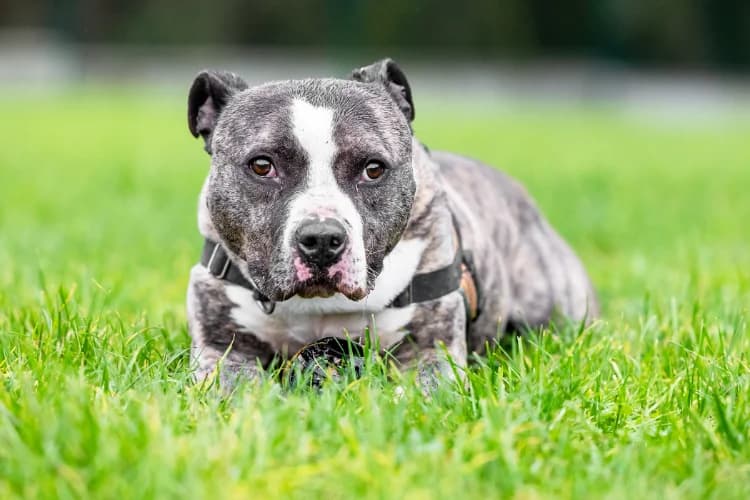 MAX, male senior Pointer for adoption at SPA Gennevilliers (Grammont), Gennevilliers