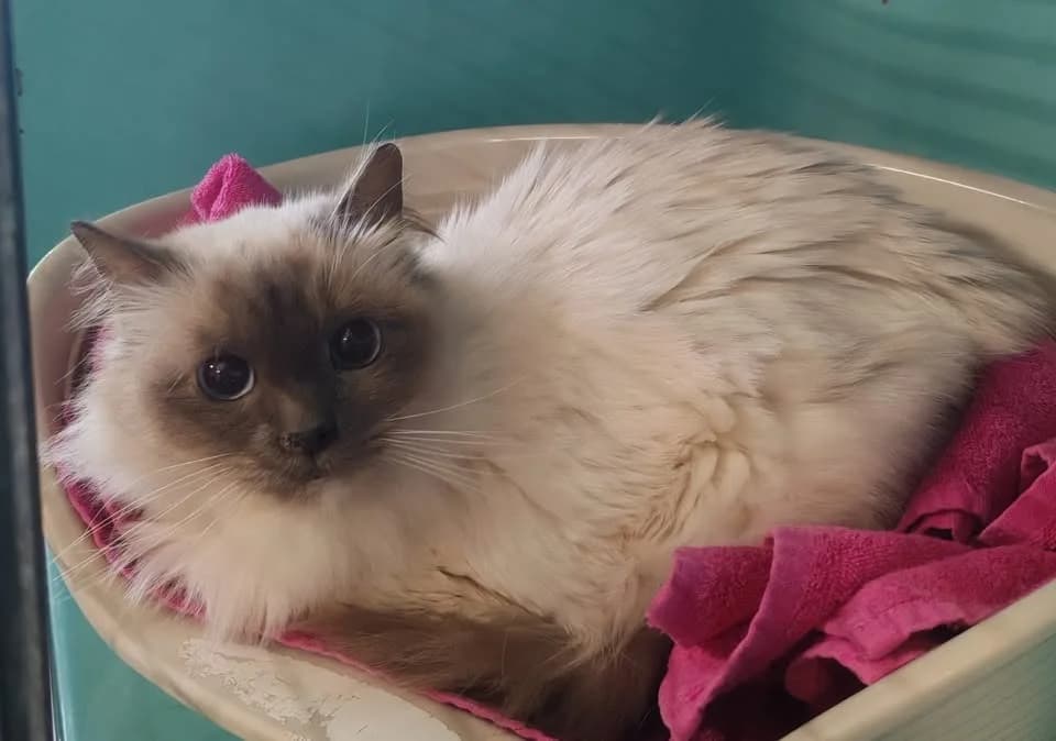 MOHERE, male Birman for adoption at SPA Gennevilliers (Grammont), Gennevilliers