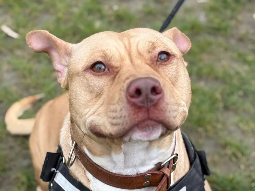 LUNA, female Mixed Breed for adoption at SPA Gennevilliers (Grammont), Gennevilliers