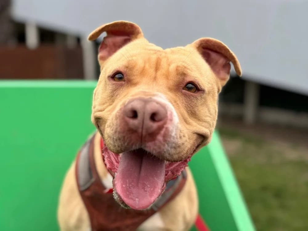 GAYA, female Mixed Breed for adoption at SPA Gennevilliers (Grammont), Gennevilliers