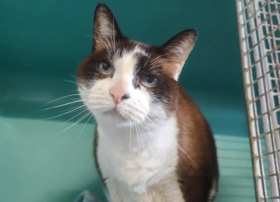 GASPARD, male senior Siamese for adoption at SPA Gennevilliers (Grammont), Gennevilliers