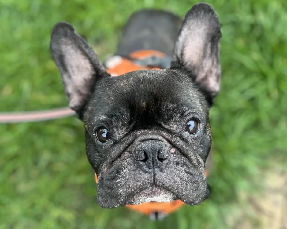 SIMBA, male French Bulldog for adoption at SPA Gennevilliers (Grammont), Gennevilliers
