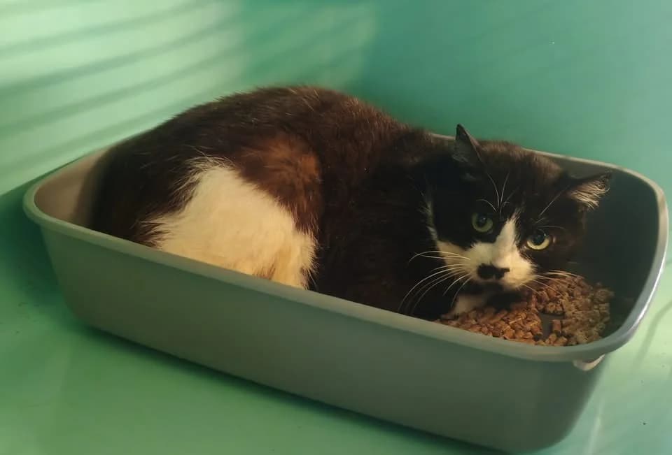 OREO, female senior mixed breed for adoption at SPA Gennevilliers (Grammont), Gennevilliers
