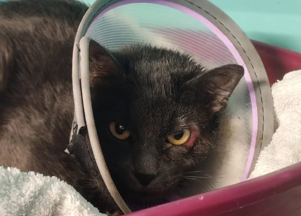 IONA, male mixed breed for adoption at SPA Gennevilliers (Grammont), Gennevilliers