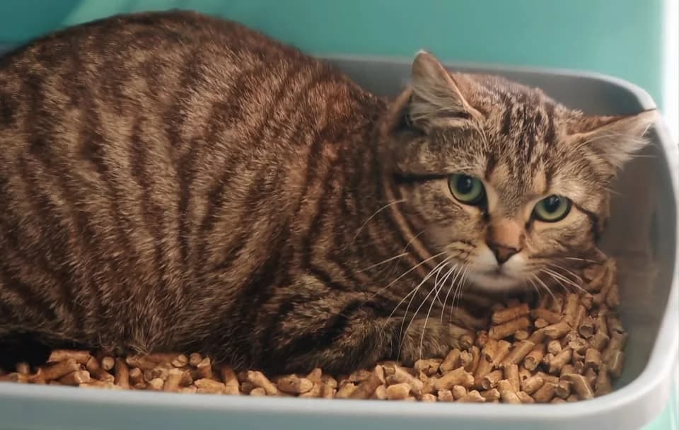 MAGNOLIA, female mixed breed for adoption at SPA Gennevilliers (Grammont), Gennevilliers