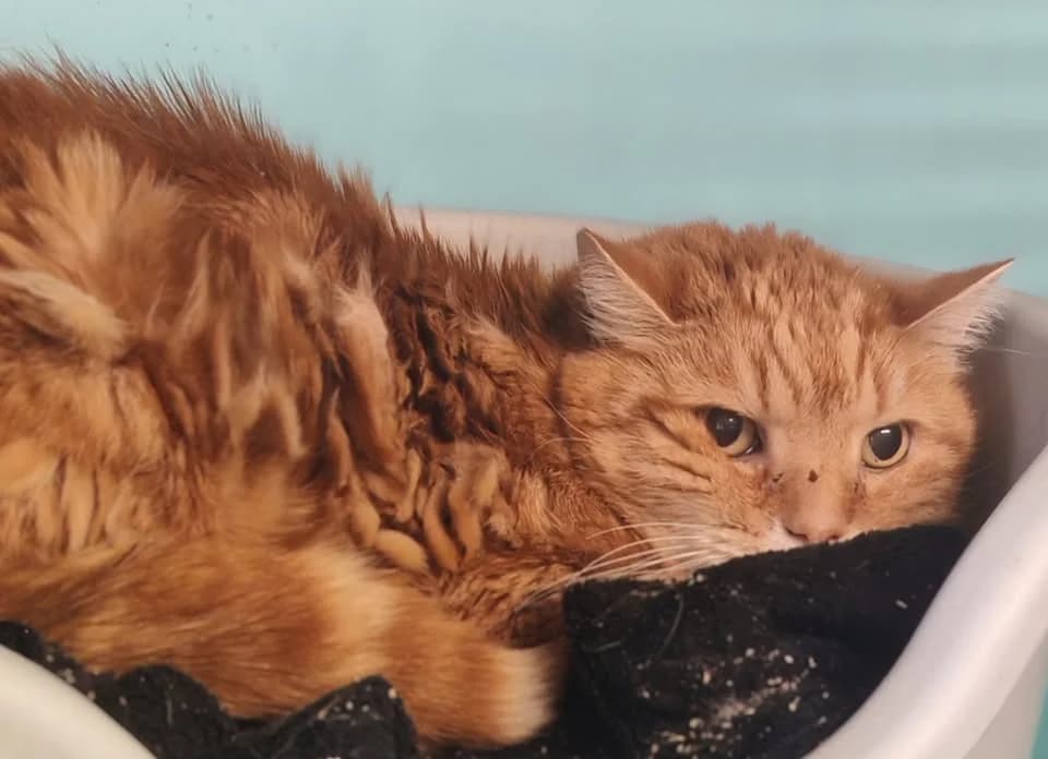 KWEI, male mixed breed for adoption at SPA Gennevilliers (Grammont), Gennevilliers