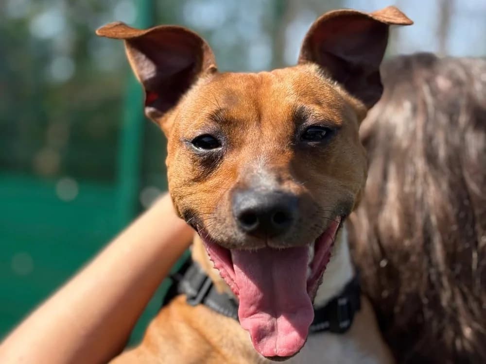 HYTA, female Mixed Breed for adoption at SPA Gennevilliers (Grammont), Gennevilliers