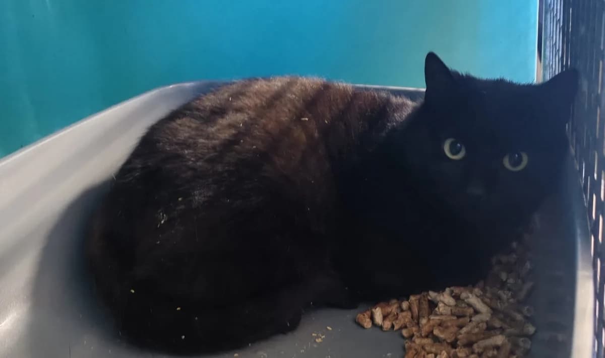 FLIPFLOP, male mixed breed for adoption at SPA Gennevilliers (Grammont), Gennevilliers