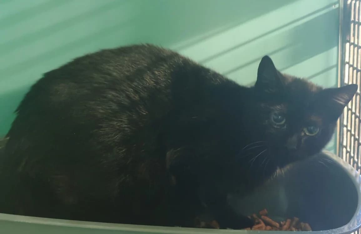 ASHCROFT, female mixed breed for adoption at SPA Gennevilliers (Grammont), Gennevilliers