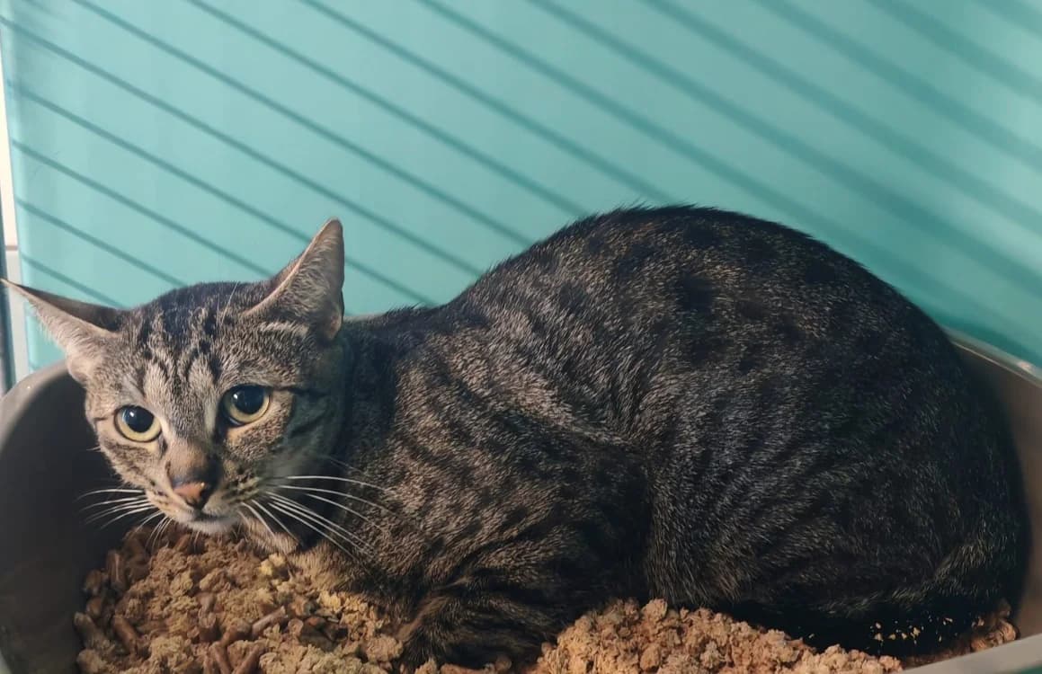 KOKI, female mixed breed for adoption at SPA Gennevilliers (Grammont), Gennevilliers