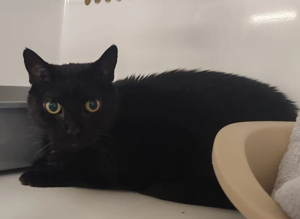 MINOU KEVIN, male mixed breed for adoption at SPA Gennevilliers (Grammont), Gennevilliers