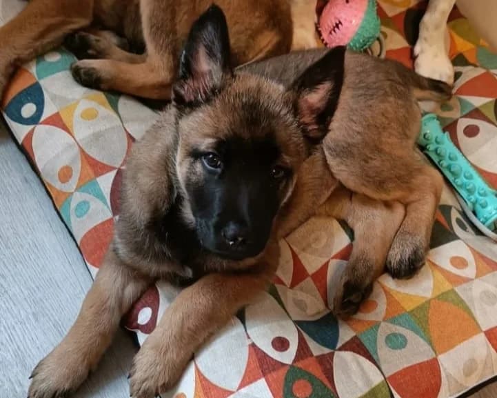 TRASHY, male Mixed Breed for adoption at SPA Gennevilliers (Grammont), Gennevilliers