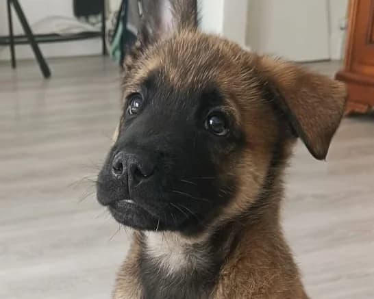 RIFI, male Mixed Breed for adoption at SPA Gennevilliers (Grammont), Gennevilliers