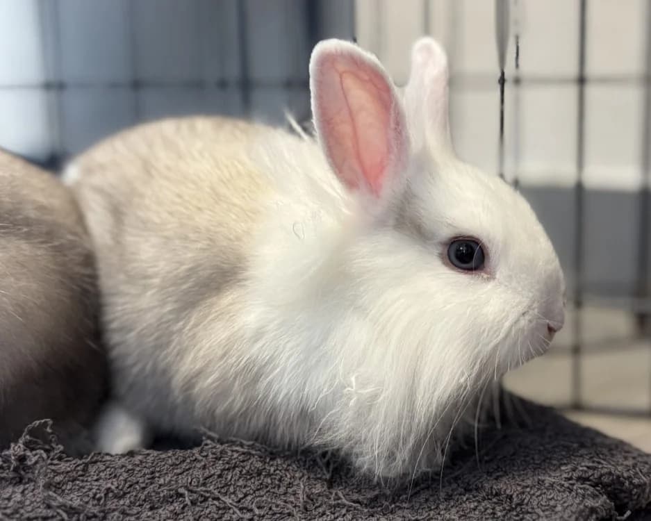 NEIGE, female mixed breed for adoption at SPA Gennevilliers (Grammont), Gennevilliers