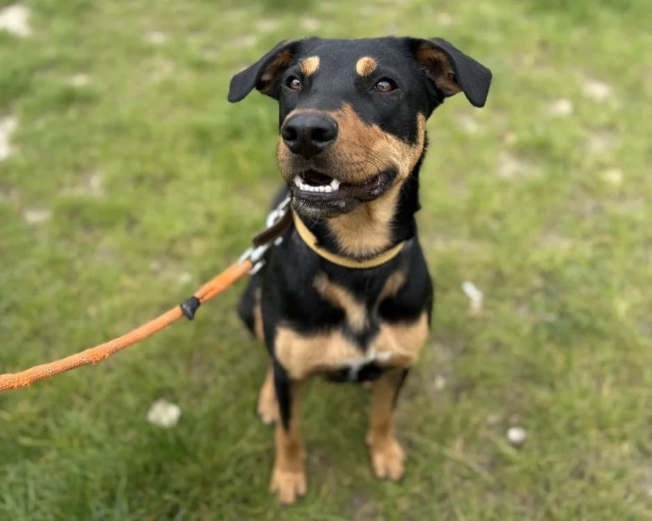 TIPONCH, male mixed breed for adoption at SPA Gennevilliers (Grammont), Gennevilliers