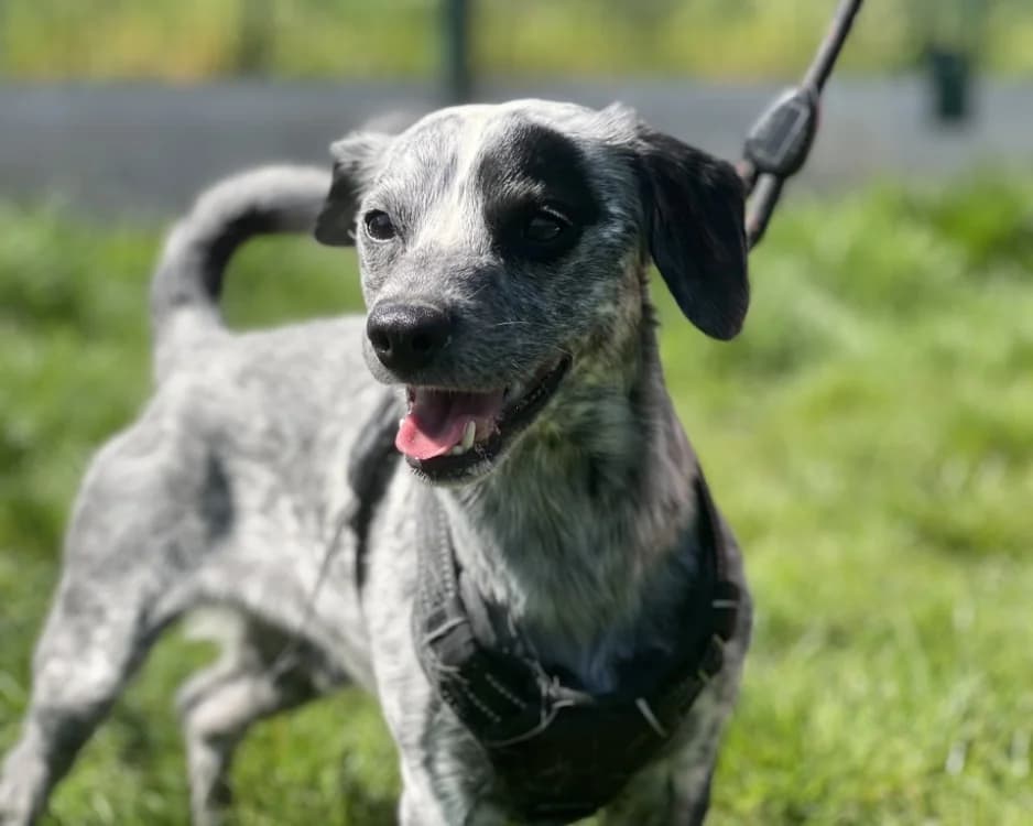 COCO, male Mixed Breed for adoption at SPA Gennevilliers (Grammont), Gennevilliers