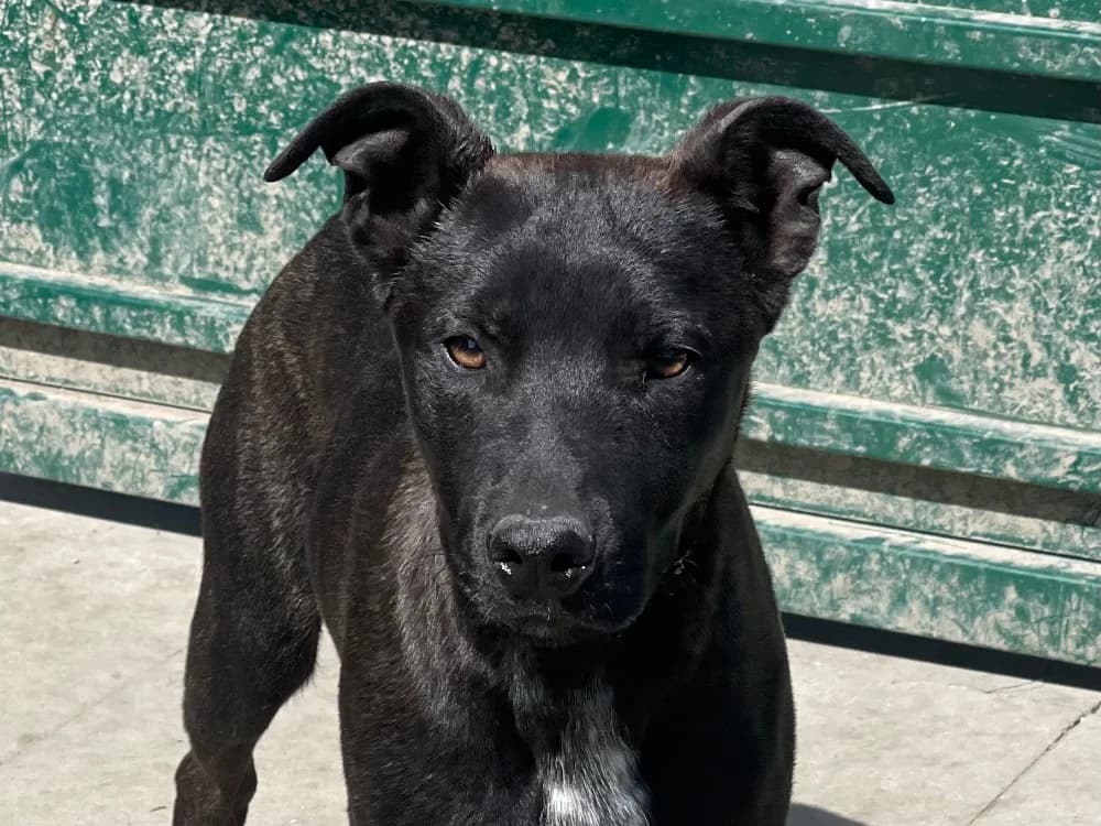 TAYRA, female Mixed Breed for adoption at SPA Gennevilliers (Grammont), Gennevilliers