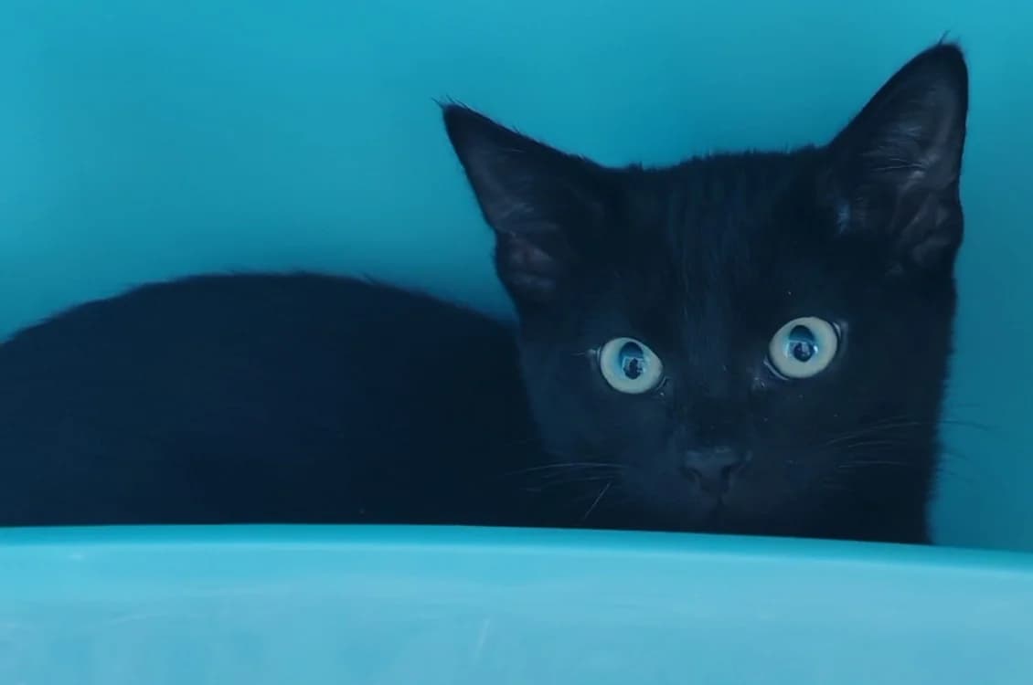 NOX, female mixed breed for adoption at SPA Gennevilliers (Grammont), Gennevilliers