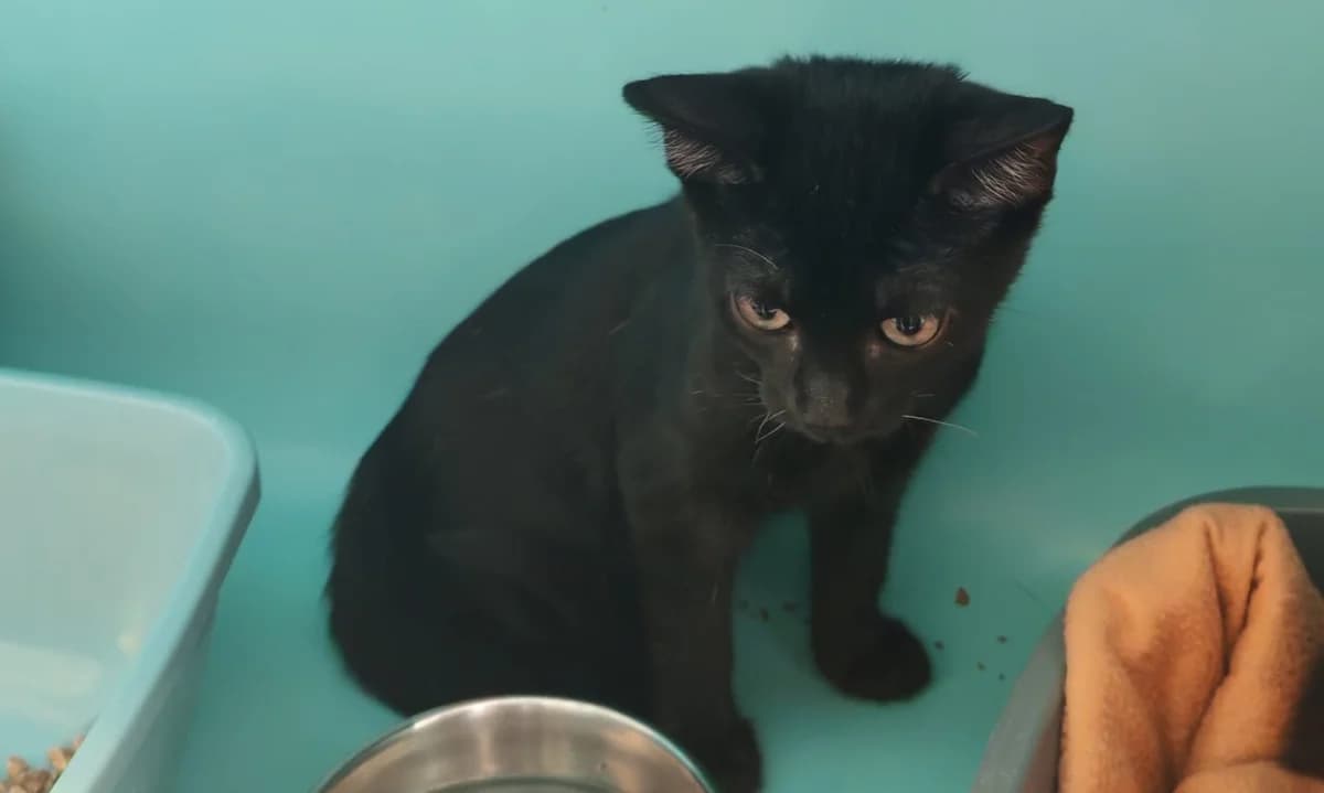 ORION, male mixed breed for adoption at SPA Gennevilliers (Grammont), Gennevilliers