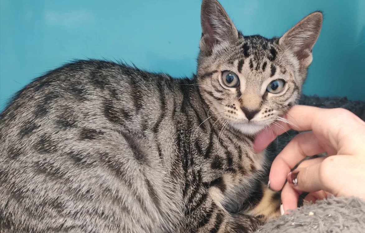 NOVA, male mixed breed for adoption at SPA Gennevilliers (Grammont), Gennevilliers