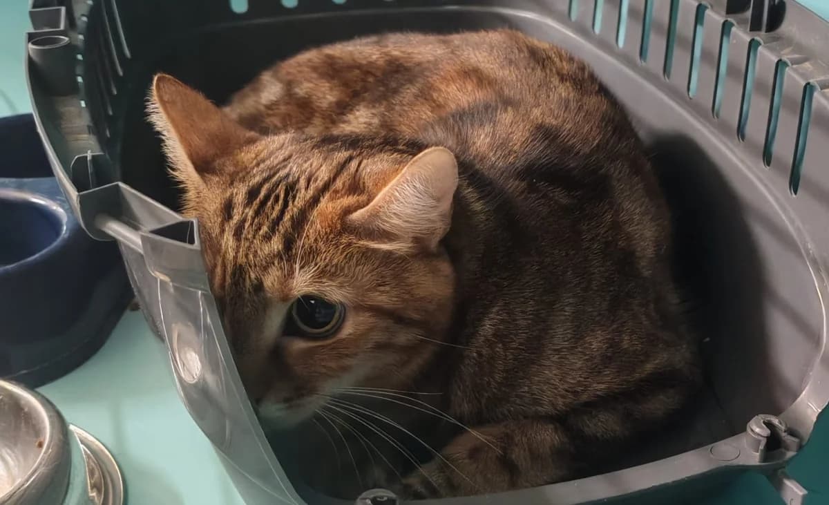 NALAPALA, female mixed breed for adoption at SPA Gennevilliers (Grammont), Gennevilliers