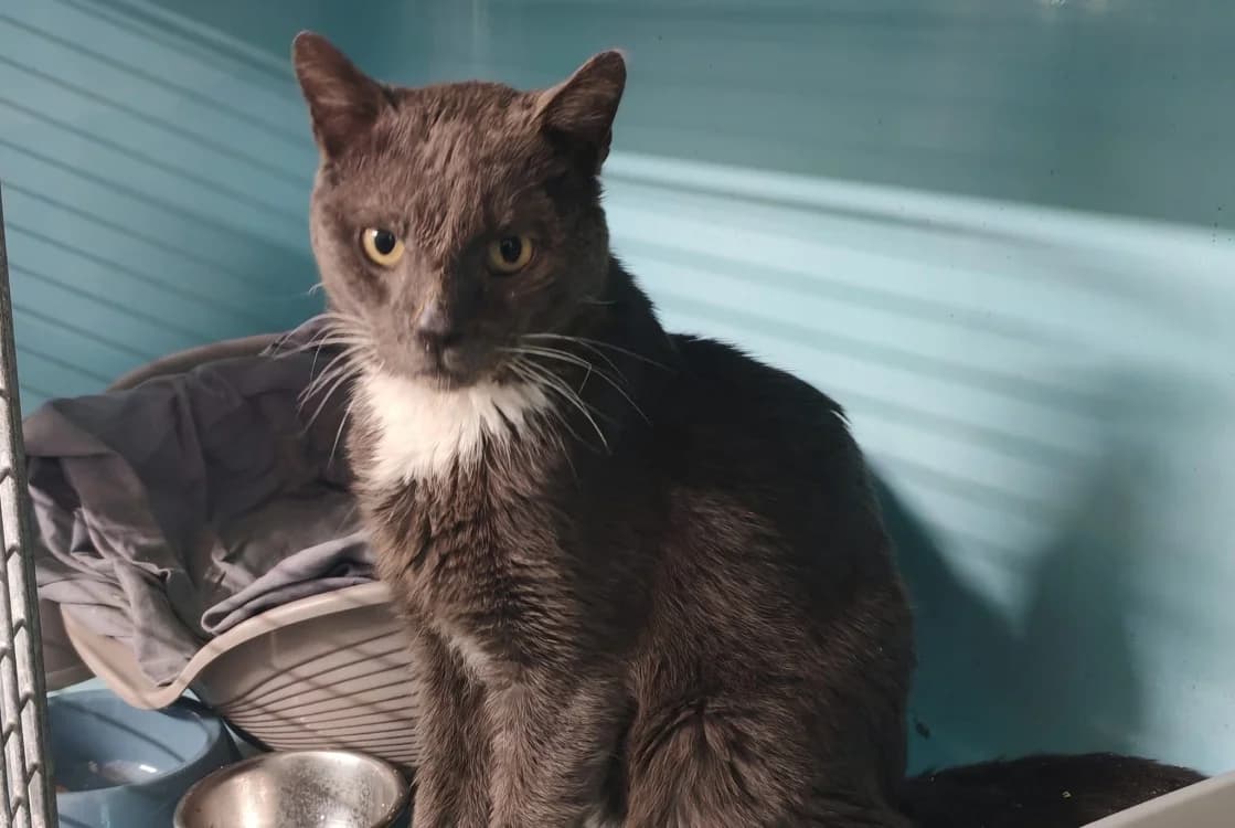 FINDIK, male mixed breed for adoption at SPA Gennevilliers (Grammont), Gennevilliers