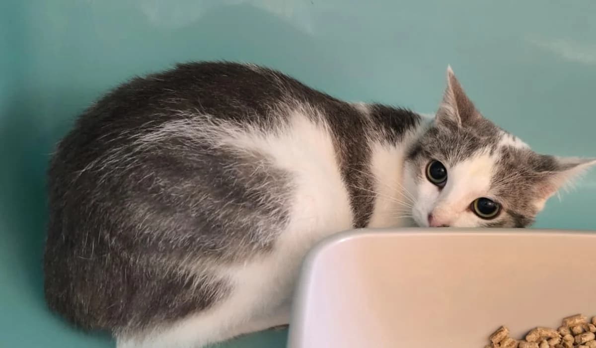 ITCHY, female puppy mixed breed for adoption at SPA Gennevilliers (Grammont), Gennevilliers