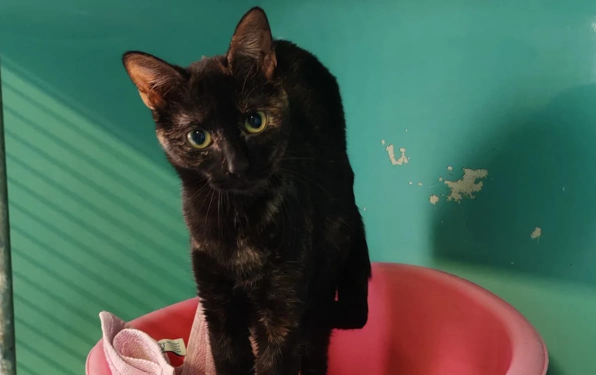 BERSY, female mixed breed for adoption at SPA Gennevilliers (Grammont), Gennevilliers