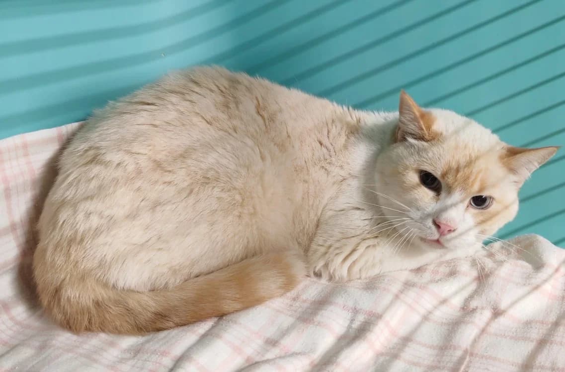 DUKE, female mixed breed for adoption at SPA Gennevilliers (Grammont), Gennevilliers