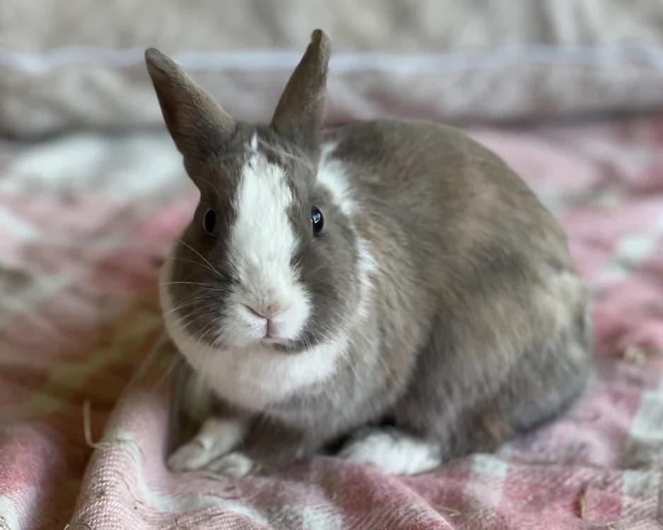 MARIE, female Mixed Breed for adoption at SPA Gennevilliers (Grammont), Gennevilliers