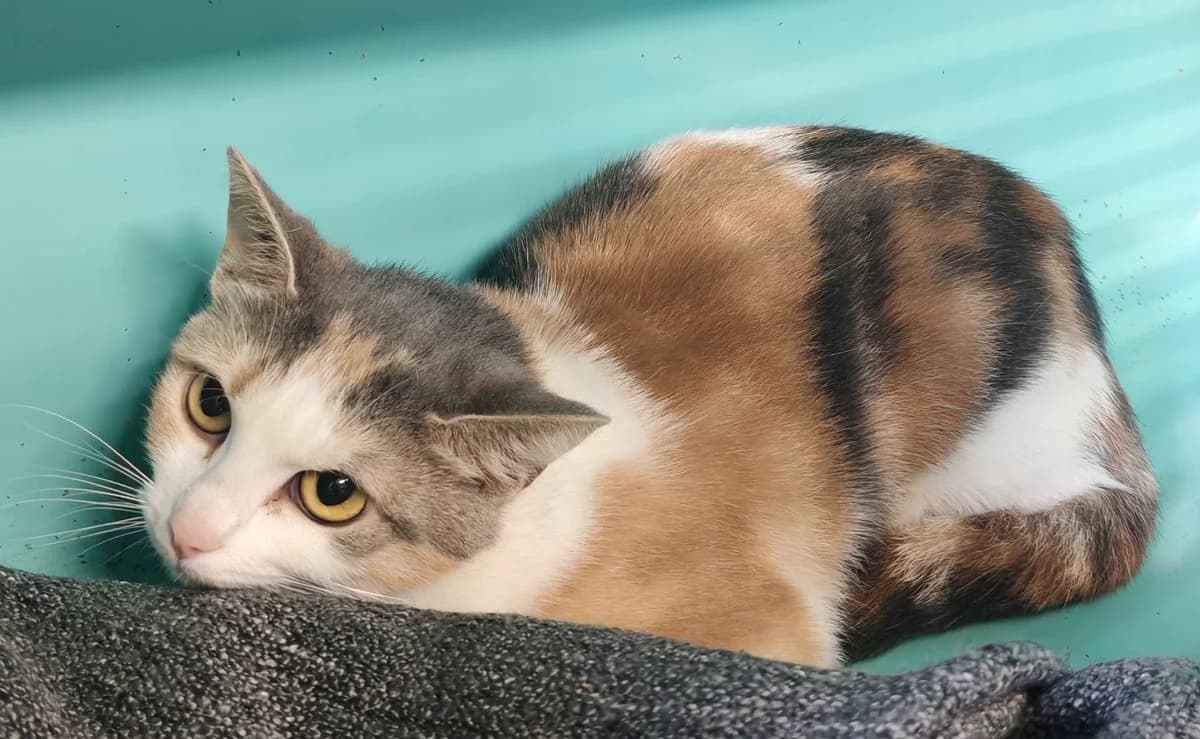 TRICO DILUE, female young Mixed Breed for adoption at SPA Gennevilliers (Grammont), Gennevilliers