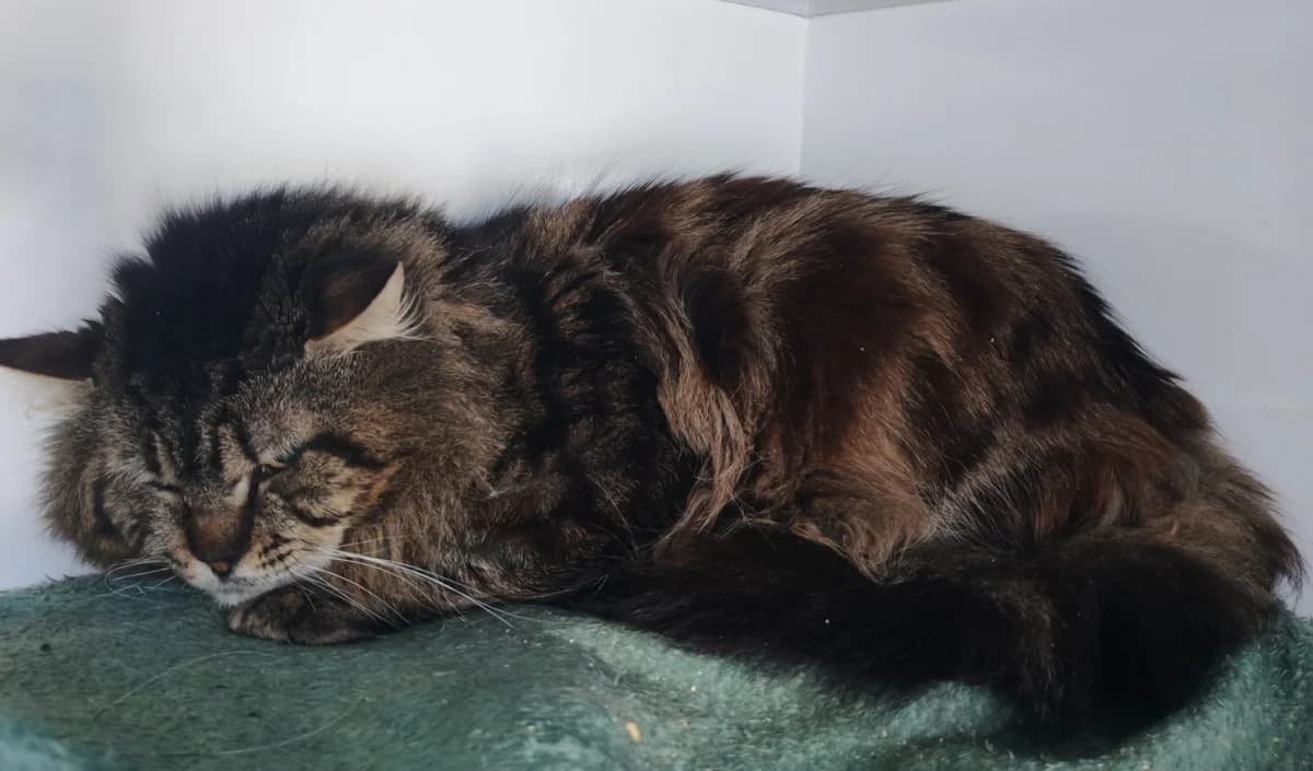SHERLOK, male 7yo Mixed Breed for adoption at SPA Gennevilliers (Grammont), Gennevilliers