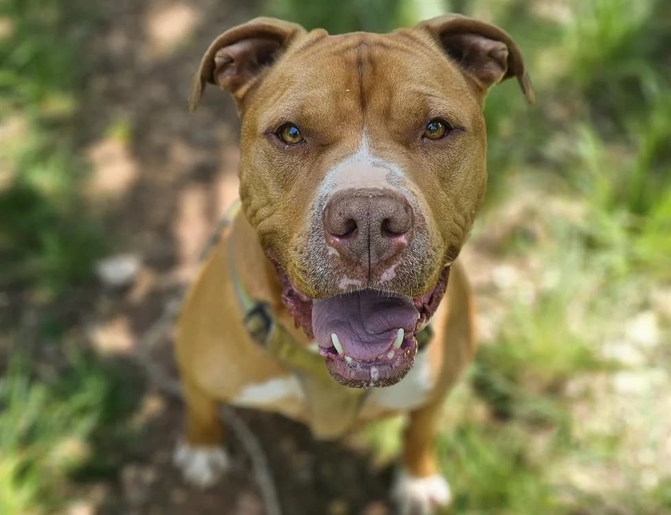 Boyka, male 7yo Mixed Breed for adoption at SPA Gennevilliers (Grammont), Gennevilliers