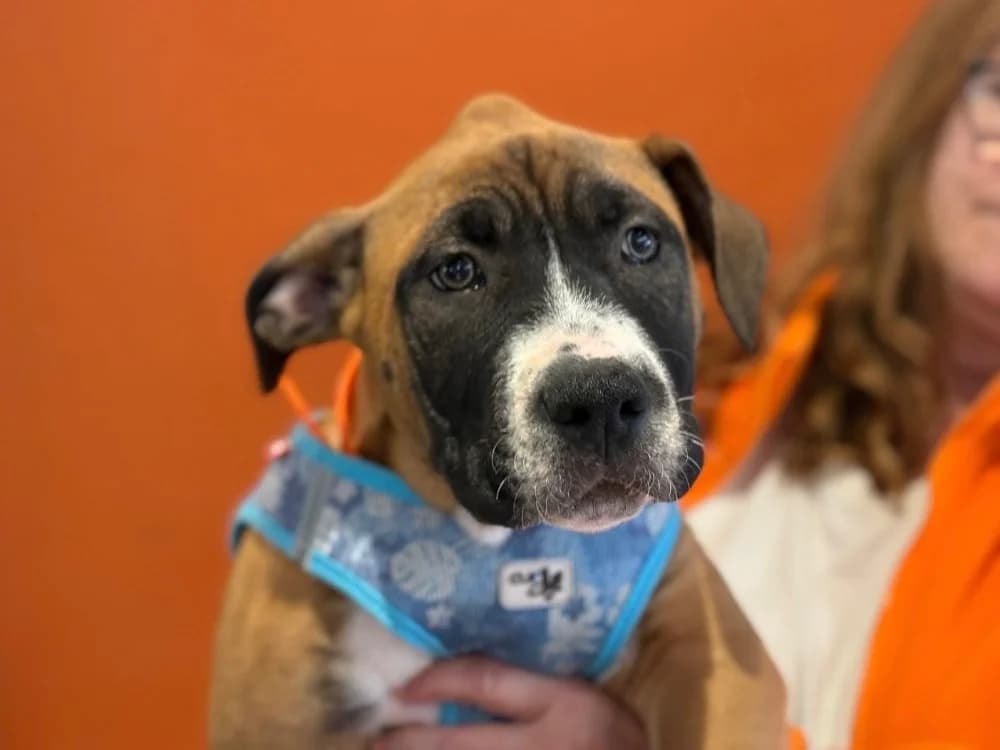ODIN, male Mixed Breed for adoption at SPA Gennevilliers (Grammont), Gennevilliers