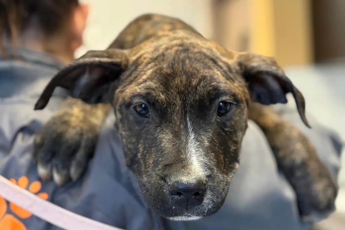 ETNO, male Mixed Breed for adoption at SPA Gennevilliers (Grammont), Gennevilliers